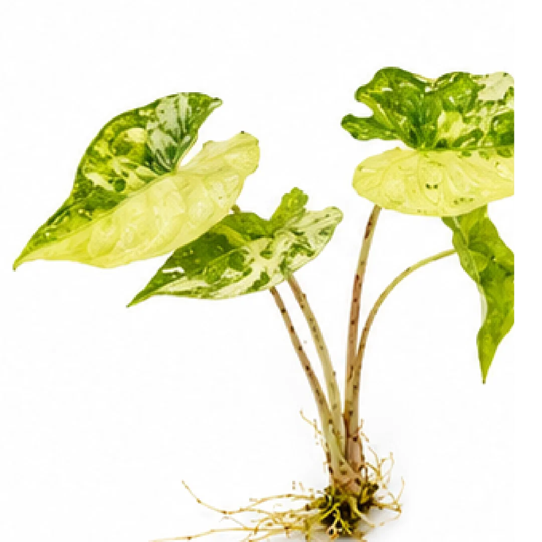 Alocasia Jacklyn Aurea Variegated Tissue Culture Plantlet