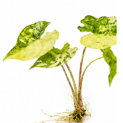 Alocasia Jacklyn Aurea Variegated Tissue Culture Plantlet