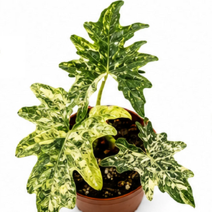 Alocasia Jacklyn Aurea Variegated Tissue Culture Plantlet