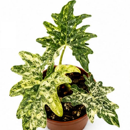 Alocasia Jacklyn Aurea Variegated Tissue Culture Plantlet