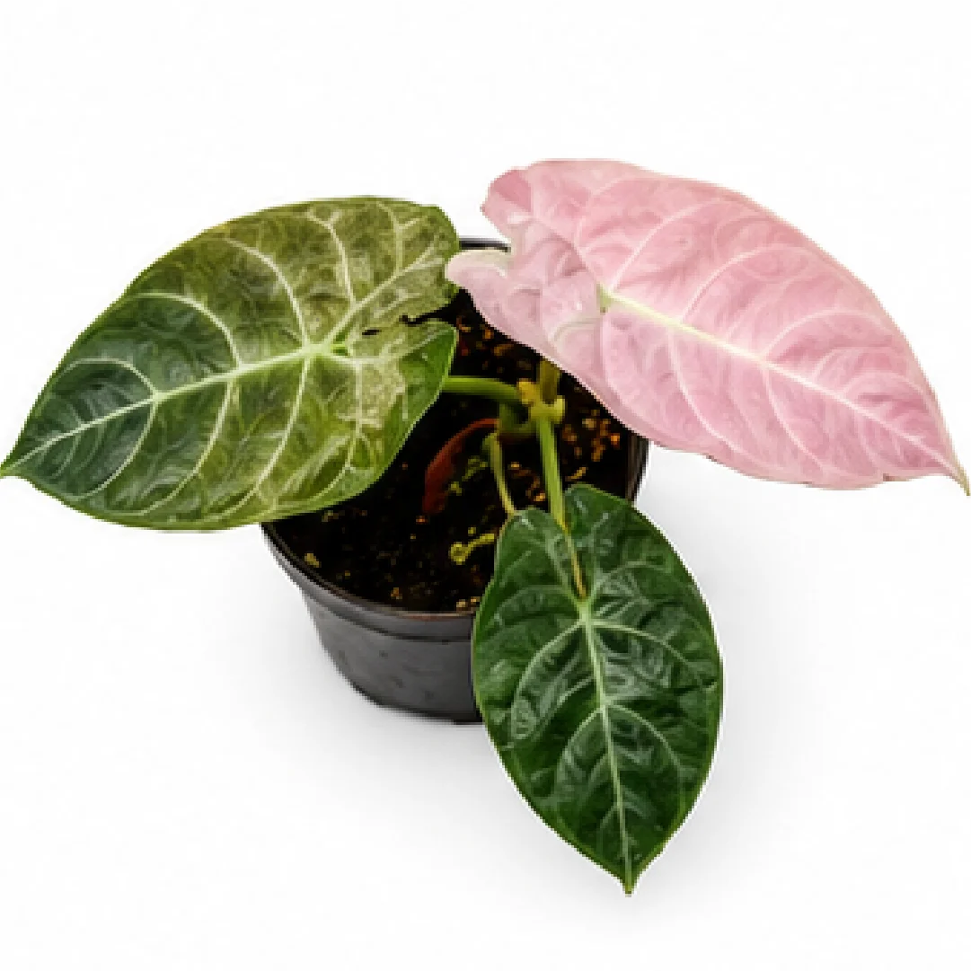 Alocasia Pride of Curup Variegated Tissue Culture Plantlet, Watsoniana Goff Variegated