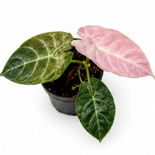 Alocasia Pride of Curup Variegated Tissue Culture Plantlet, Watsoniana Goff Variegated