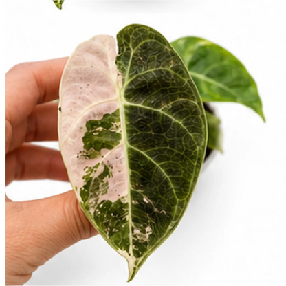 Alocasia Pride of Curup Variegated Tissue Culture Plantlet, Watsoniana Goff Variegated
