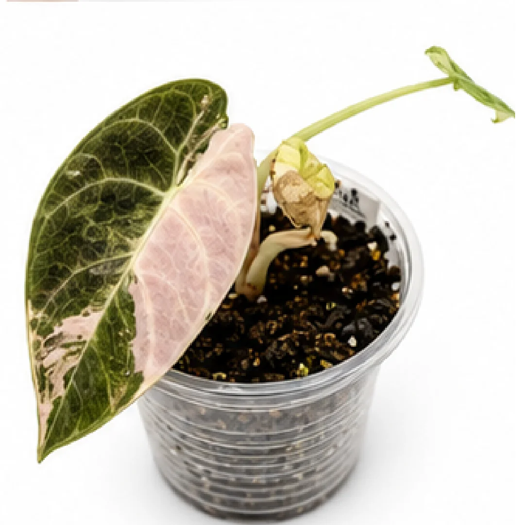 Alocasia Watsoniana Mixed Variegation Tissue Culture Plantlet, Albo Pink Aurea Mint Mix