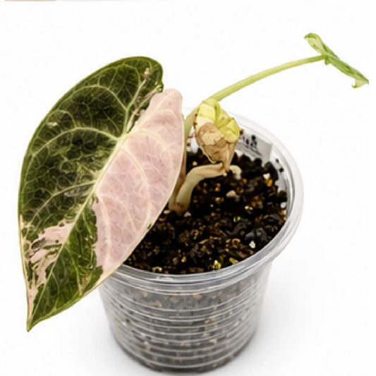 Alocasia Watsoniana Mixed Variegation Tissue Culture Plantlet, Albo Pink Aurea Mint Mix