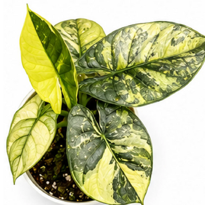 Alocasia Silver Dragon Aurea Variegated Tissue Culture Plantlet