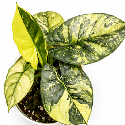 Alocasia Silver Dragon Aurea Variegated Tissue Culture Plantlet