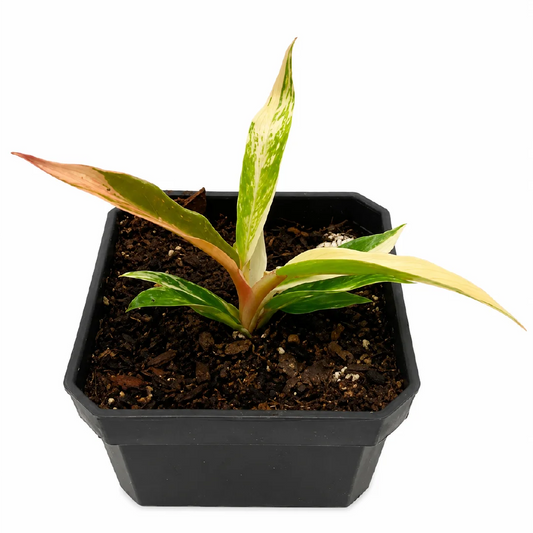 Philodendron Tortum Var Tissue Culture