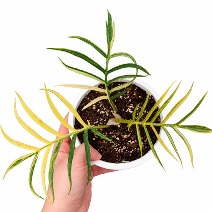 Philodendron Tortum Var Tissue Culture