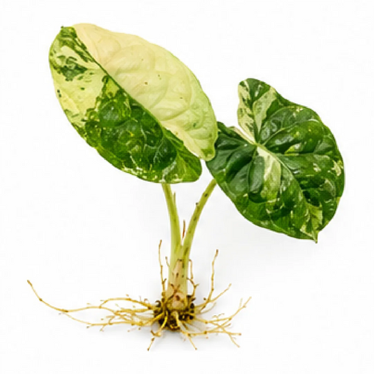 Alocasia Silver Dragon Albo Variegated Tissue Culture Plantlet