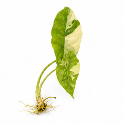 Alocasia Silver Dragon Albo Variegated Tissue Culture Plantlet