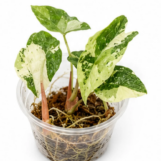 Alocasia Pink Dragon Albo Variegated Tissue Culture Plantlet