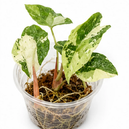 Alocasia Pink Dragon Albo Variegated Tissue Culture Plantlet