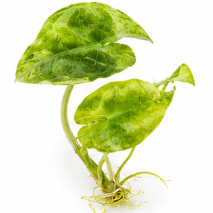 Alocasia Pink Dragon Aurea Variegated Tissue Culture Plantlet, Calidora Aurea, Lowii Aurea