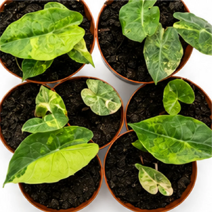 Alocasia Pink Dragon Aurea Variegated Tissue Culture Plantlet, Calidora Aurea, Lowii Aurea