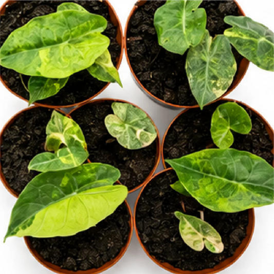 Alocasia Pink Dragon Aurea Variegated Tissue Culture Plantlet, Calidora Aurea, Lowii Aurea