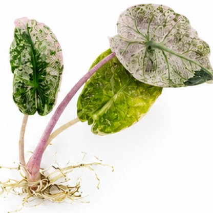 Alocasia Pink Dragon Stardust Mint Pink Variegated Tissue Culture Plantlet, Calidora Mint Pink, Lowii Mint Pink