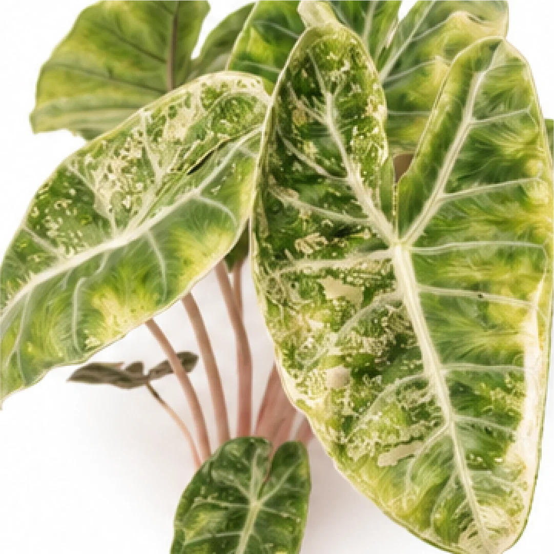 Alocasia Pink Dragon Stardust Mint Pink Variegated, Pink Dragon Stardust Mint Pink Tissue Culture Plantlet