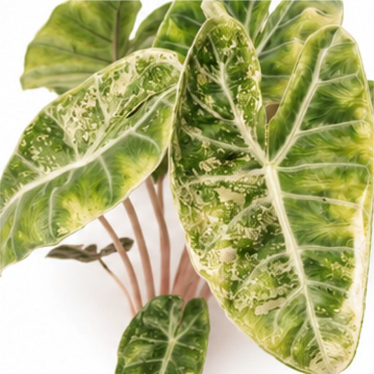 Alocasia Pink Dragon Stardust Mint Pink Variegated, Pink Dragon Stardust Mint Pink Tissue Culture Plantlet