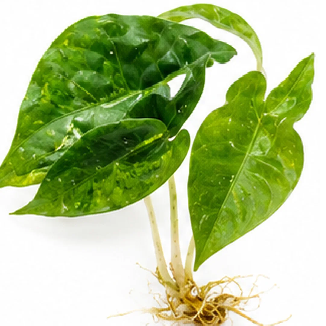 Alocasia Nairobi Nights Camouflage Tricolor Variegated Tissue Culture Plantlet