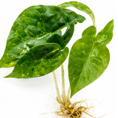 Alocasia Nairobi Nights Camouflage Tricolor Variegated Tissue Culture Plantlet