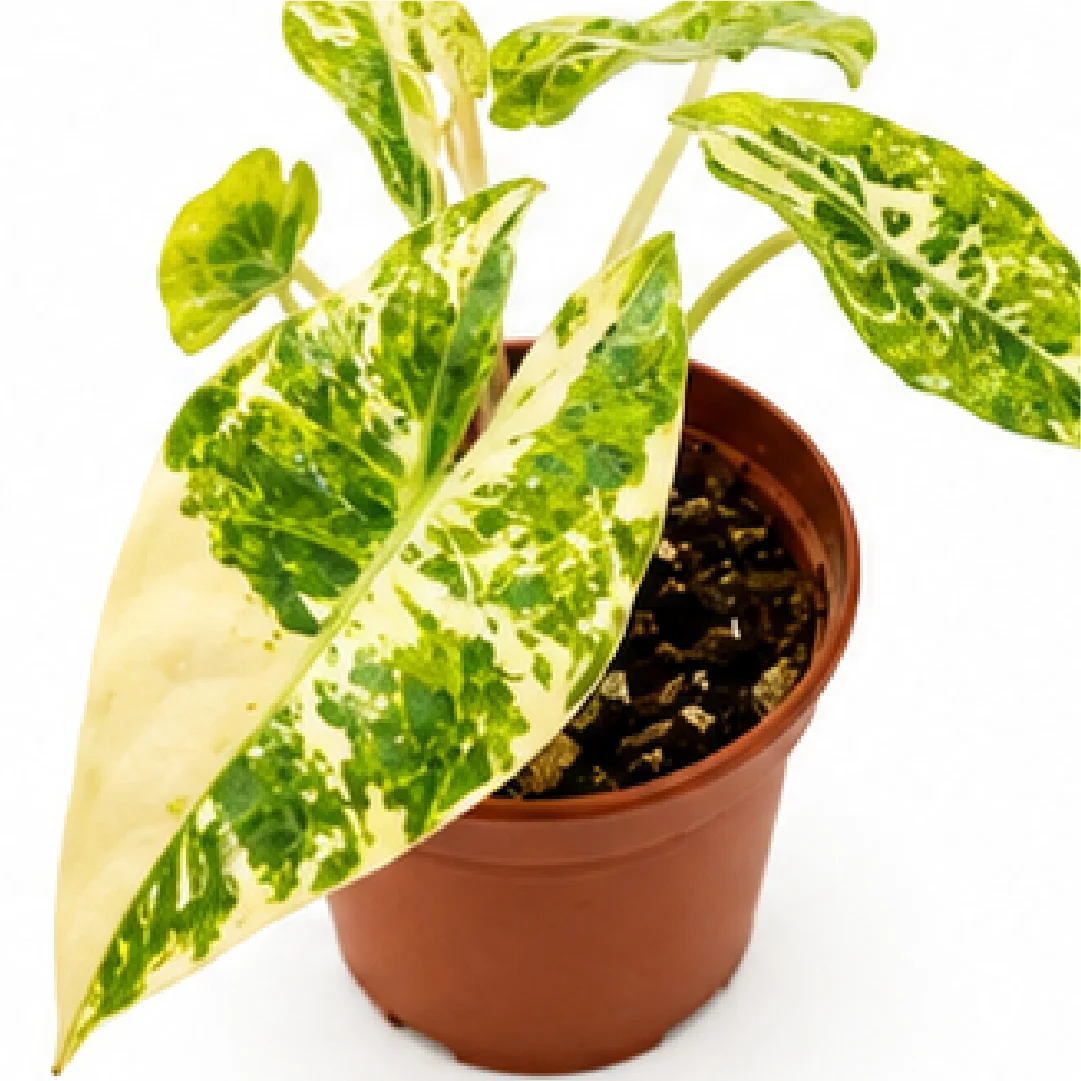 Alocasia Nairobi Nights Camouflage Tricolor Variegated Tissue Culture Plantlet