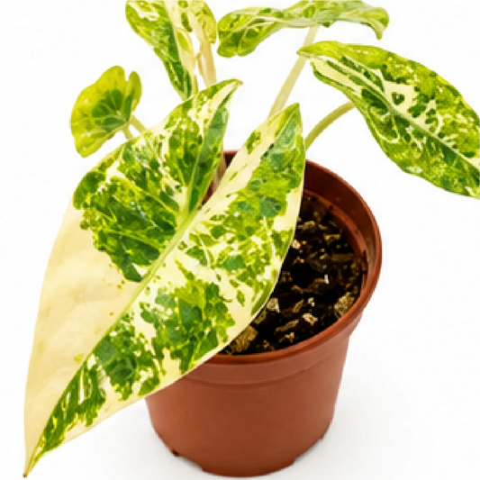 Alocasia Nairobi Nights Camouflage Tricolor Variegated Tissue Culture Plantlet