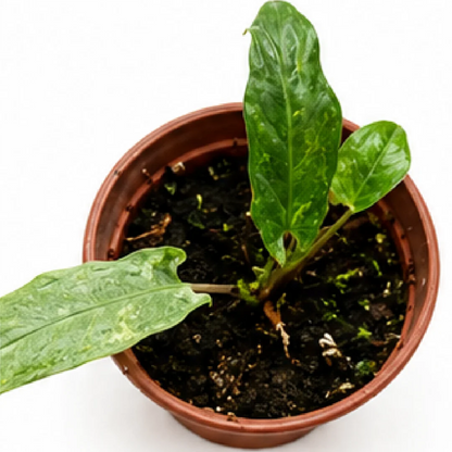 Alocasia lauterbachiana Matcha Variegated Tissue Culture Plantlet