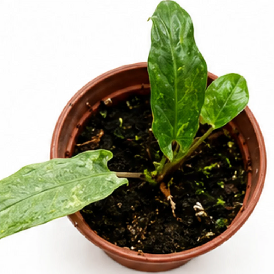 Alocasia lauterbachiana Matcha Variegated Tissue Culture Plantlet