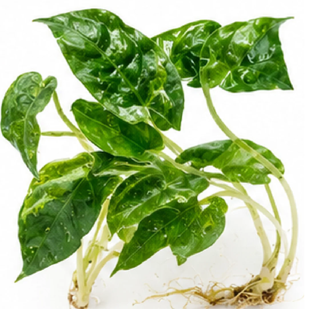 Alocasia lauterbachiana Aurea Normal Variegated Tissue Culture Plantlet