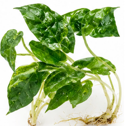 Alocasia lauterbachiana Aurea Normal Variegated Tissue Culture Plantlet
