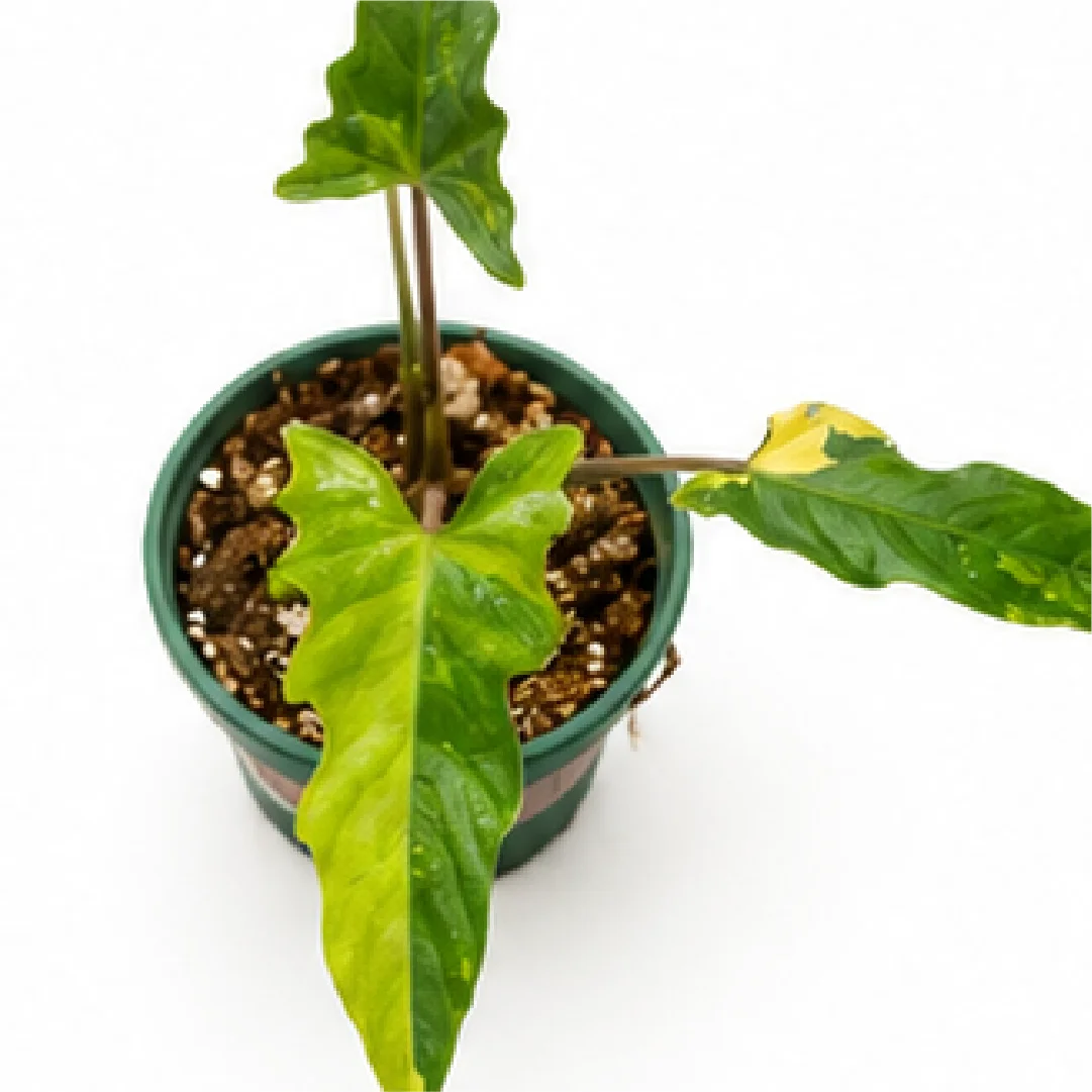 Alocasia lauterbachiana Aurea Normal Variegated Tissue Culture Plantlet