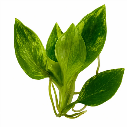 Philodendron Joepii Var Tissue Culture