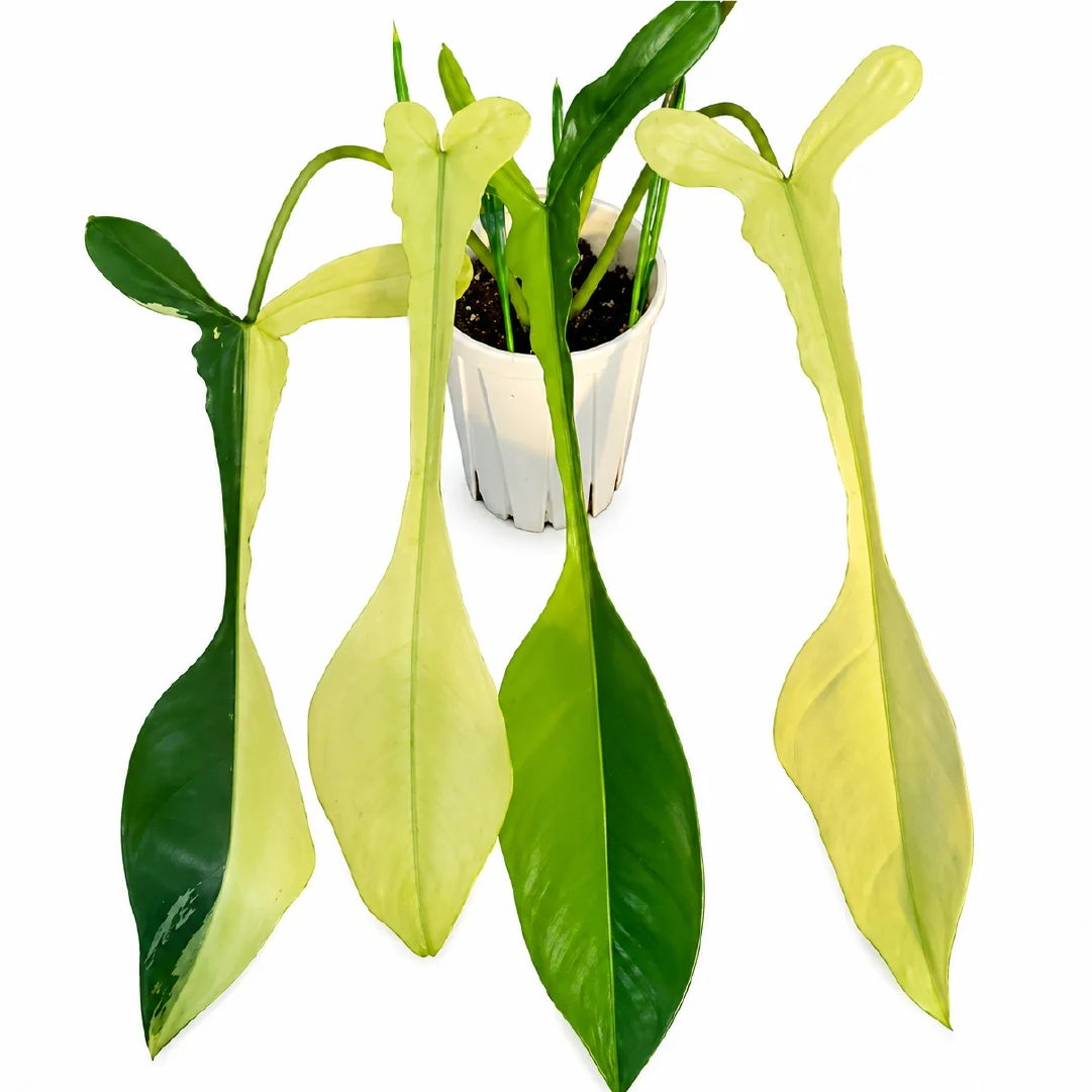 Philodendron Joepii Var Tissue Culture