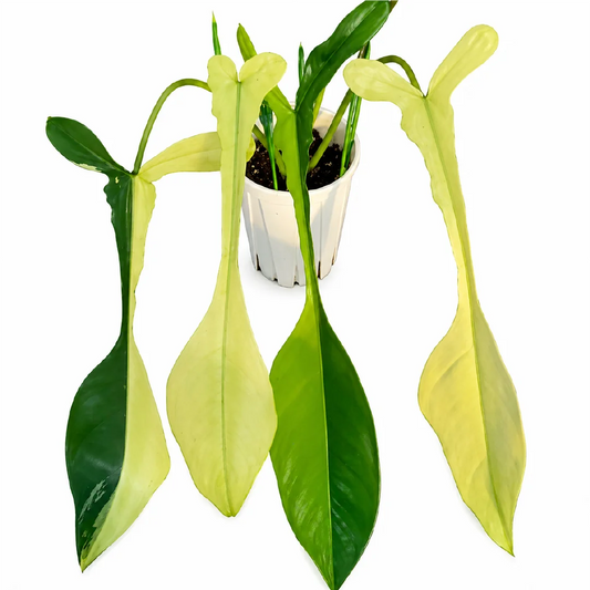 Philodendron Joepii Var Tissue Culture