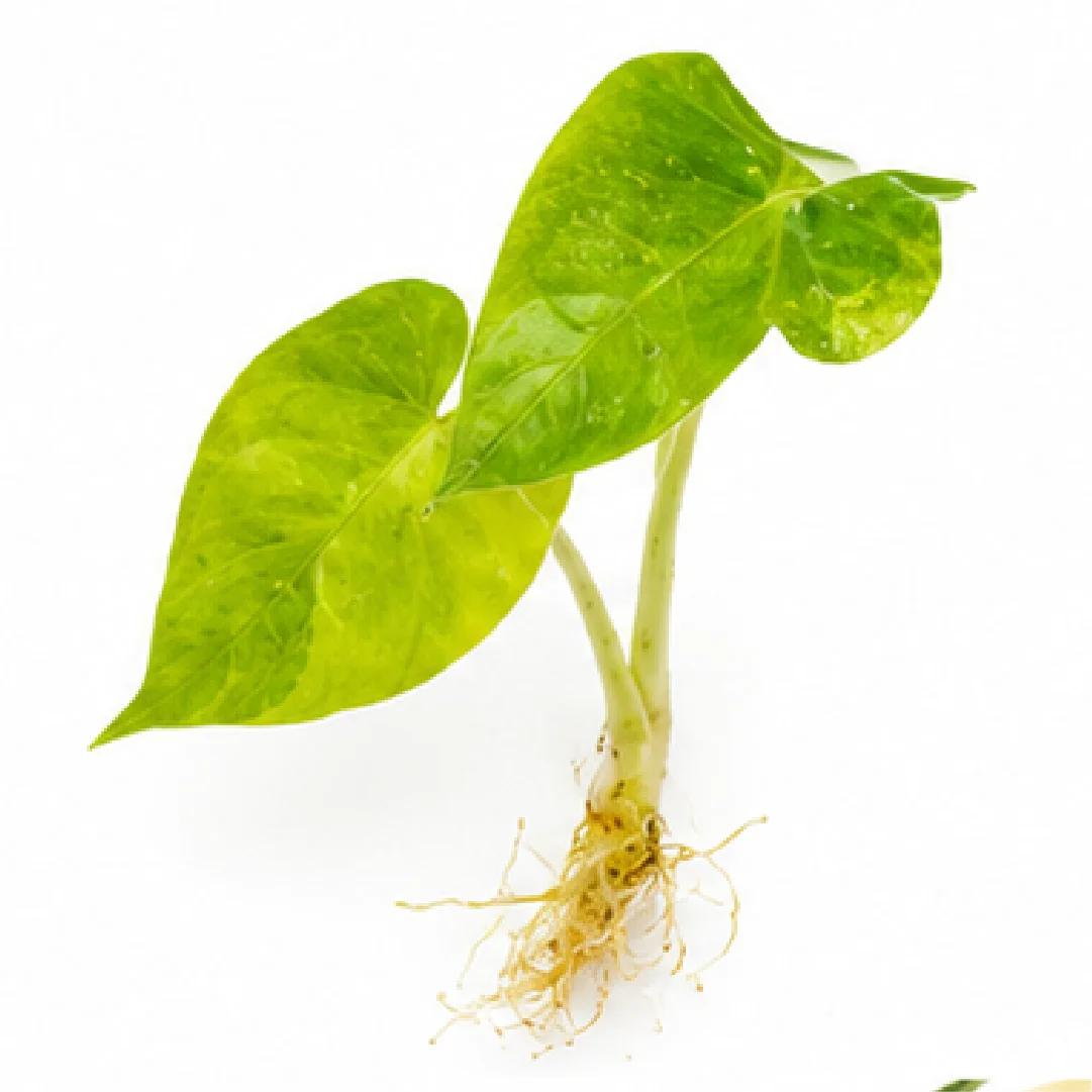 Alocasia Portora Aurea Variegated Tissue Culture Plantlet
