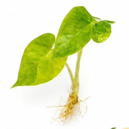 Alocasia Portora Aurea Variegated Tissue Culture Plantlet