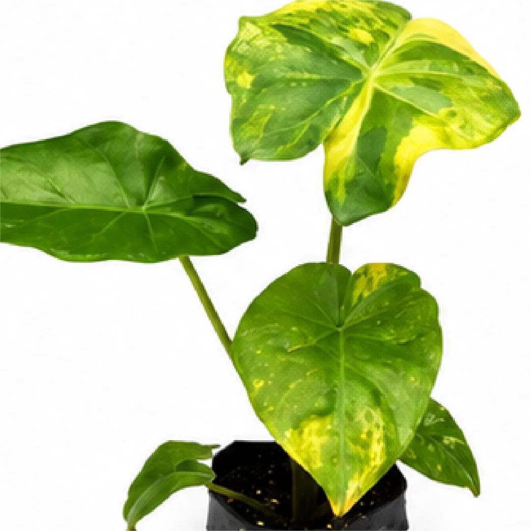 Alocasia Portora Aurea Variegated Tissue Culture Plantlet