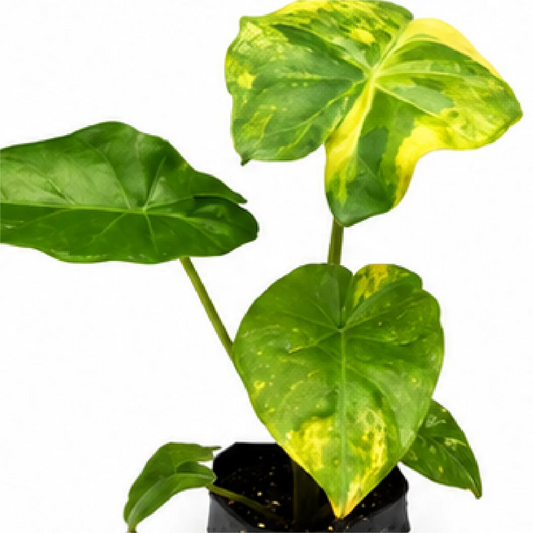 Alocasia Portora Aurea Variegated Tissue Culture Plantlet
