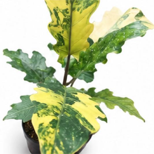 Alocasia lauterbachiana Aurea Variegated Tissue Culture Plantlet