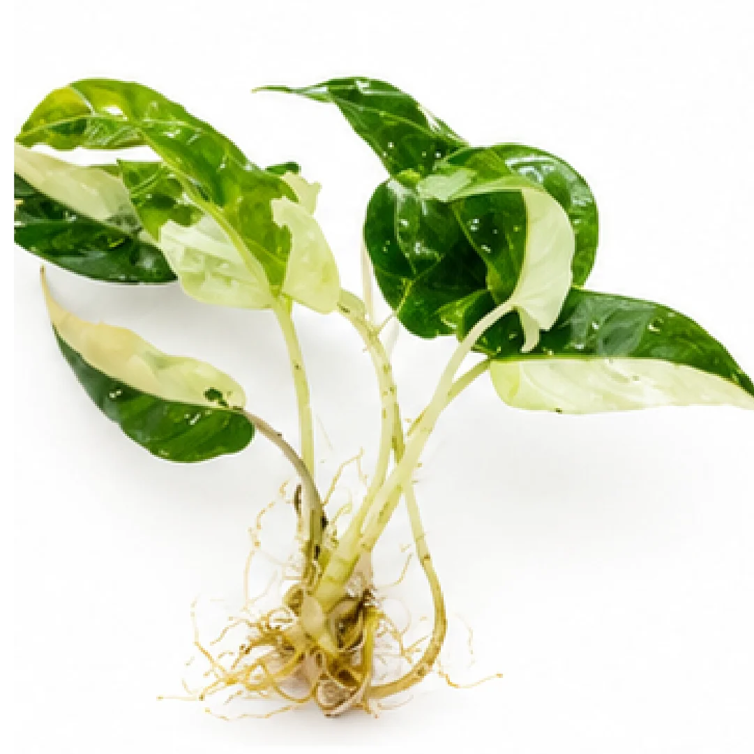 Alocasia lauterbachiana Albo Variegated Tissue Culture Plantlet