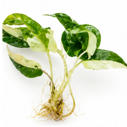 Alocasia lauterbachiana Albo Variegated Tissue Culture Plantlet