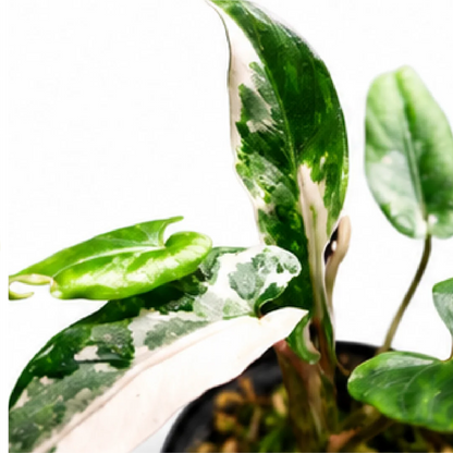 Alocasia lauterbachiana Albo Variegated Tissue Culture Plantlet