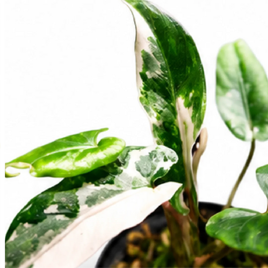 Alocasia lauterbachiana Albo Variegated Tissue Culture Plantlet