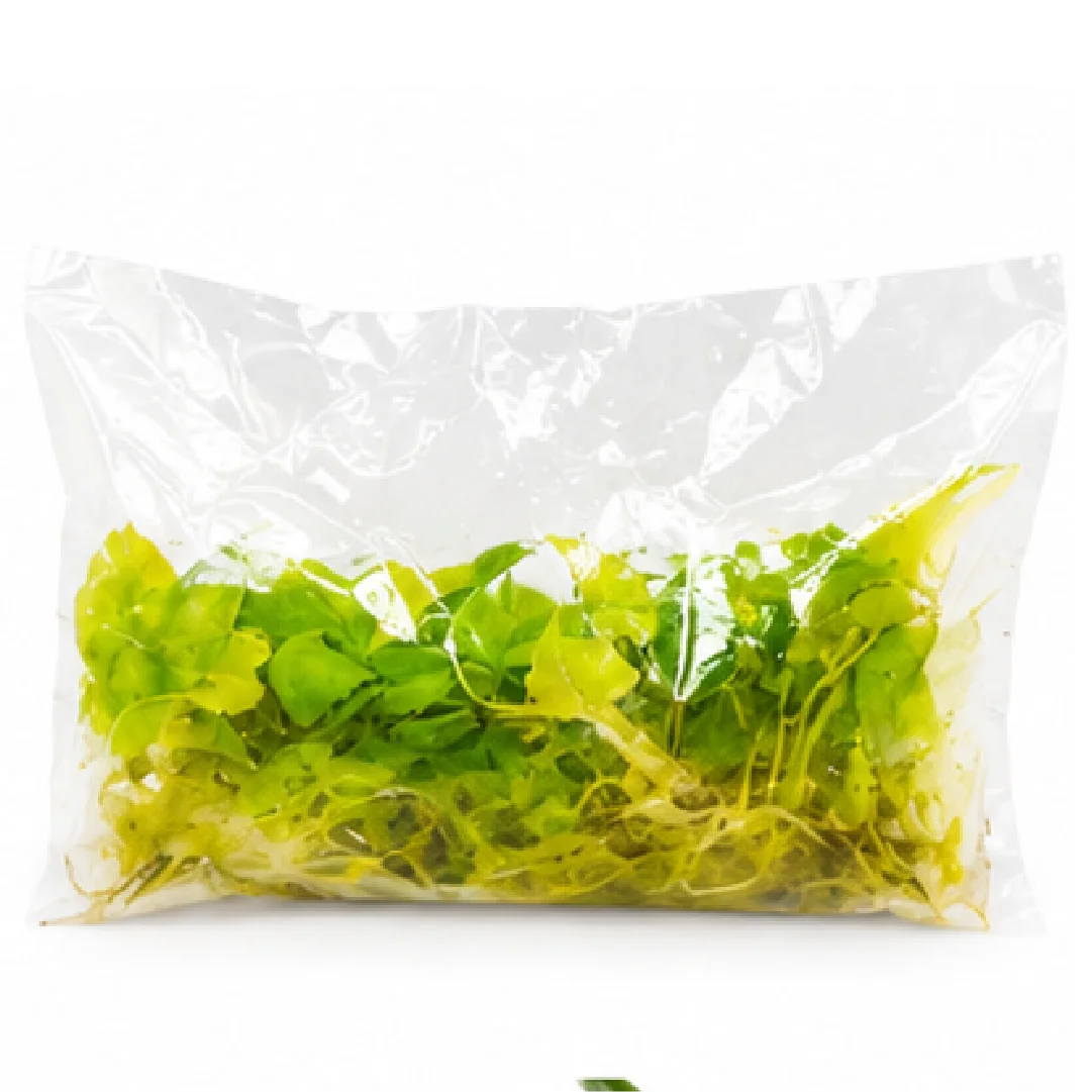 Alocasia Lauterbachiana Mint Var – Tissue Culture