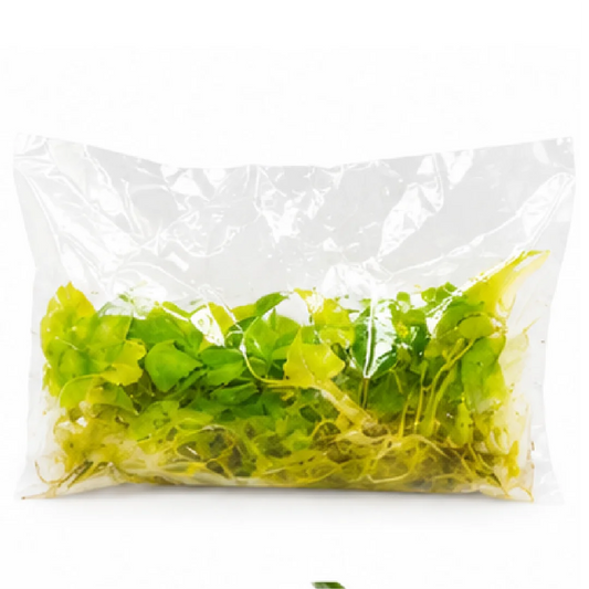 Alocasia Lauterbachiana Mint Var – Tissue Culture