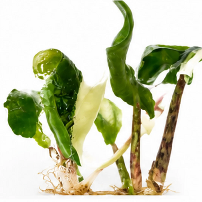 Alocasia Zebrina Thomas Var – Tissue Culture