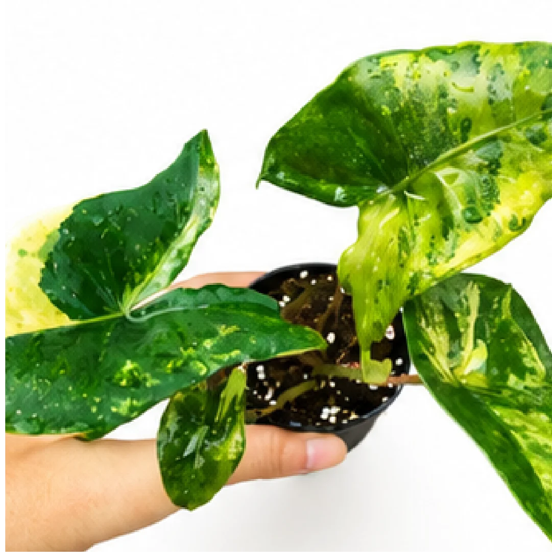 Alocasia Zebrina Thomas Var – Tissue Culture