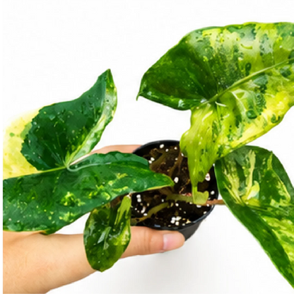 Alocasia Zebrina Thomas Var – Tissue Culture