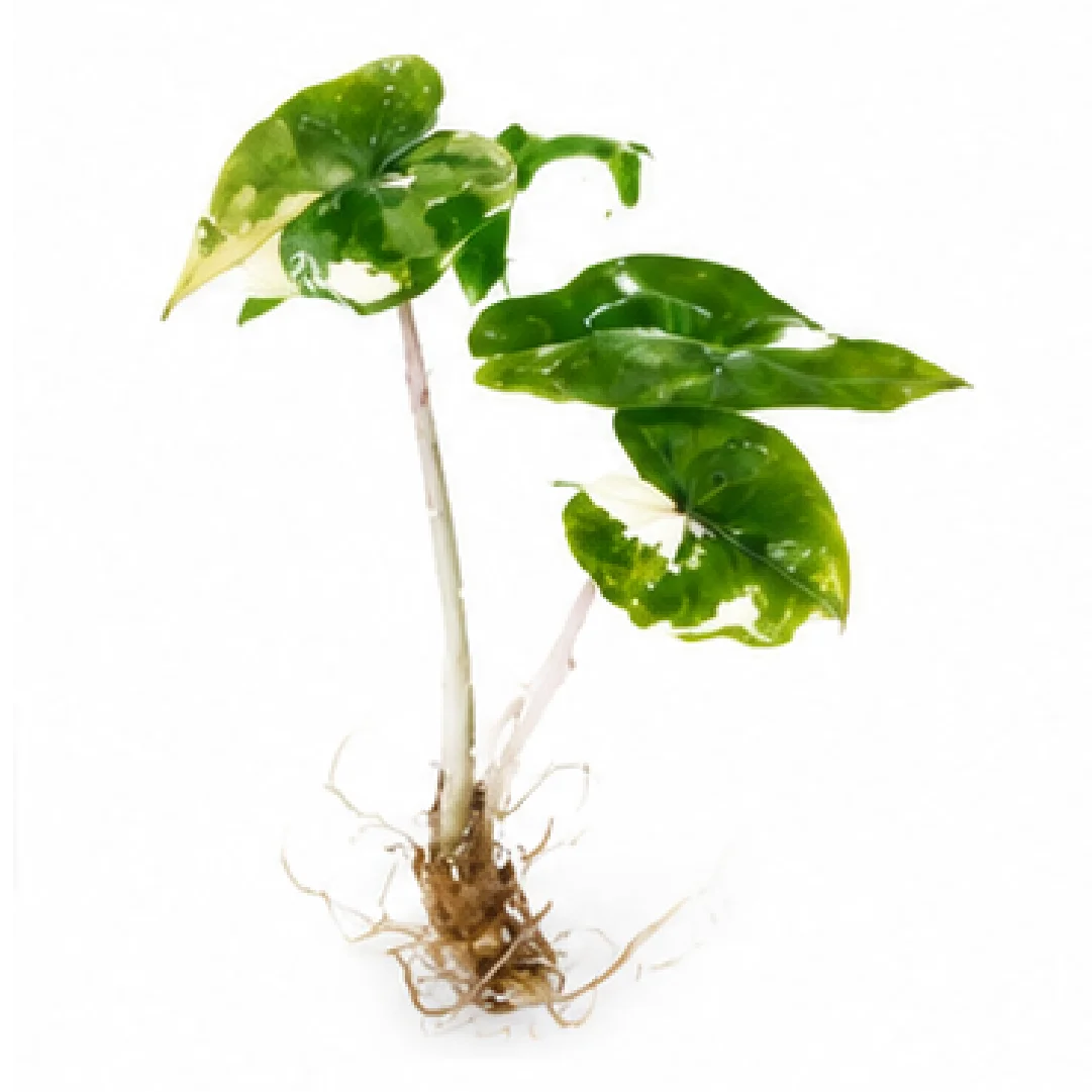 Alocasia Yucatan Pink Var – Tissue Culture
